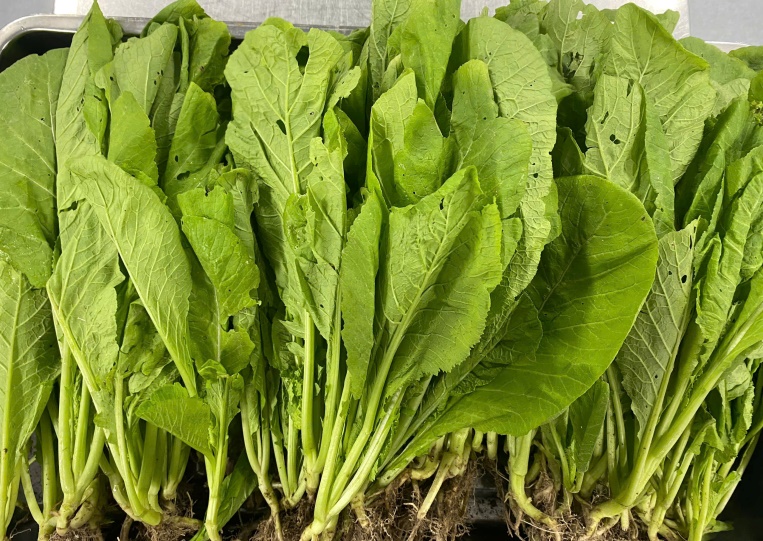 G:\Diễm MG Tuổi thơ\DU LIEU CAC NAM\3. NUOI DUONG\Ảnh PH nhận TP\gen-h-z7122669440988_66a6b1935a81828fcbf55f0cdc1cab6e.jpg